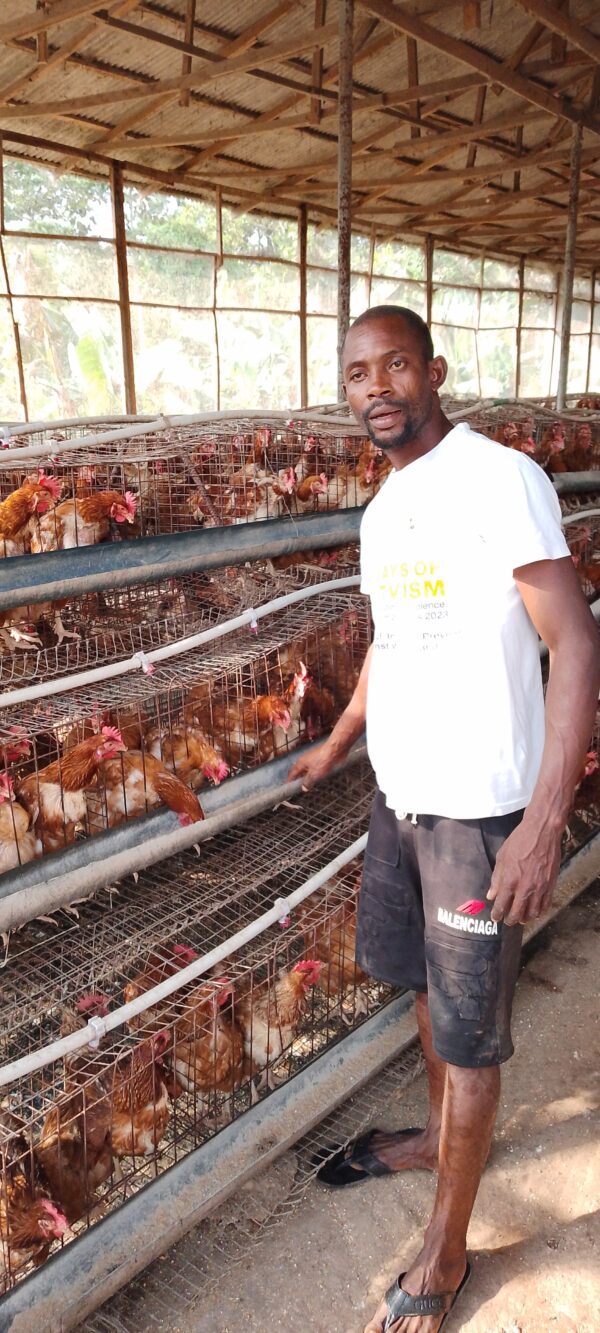 Health Poultry/ Chicken (Layers)