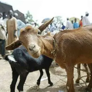 Very Big Goat